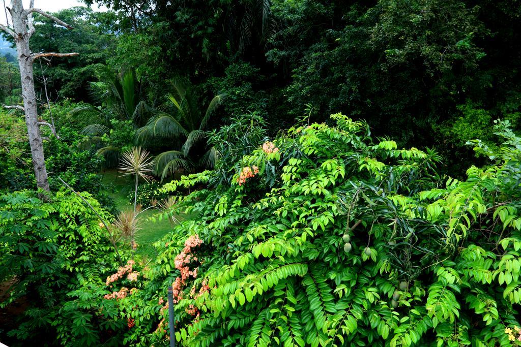 Nivahana Homestay Канди Экстерьер фото